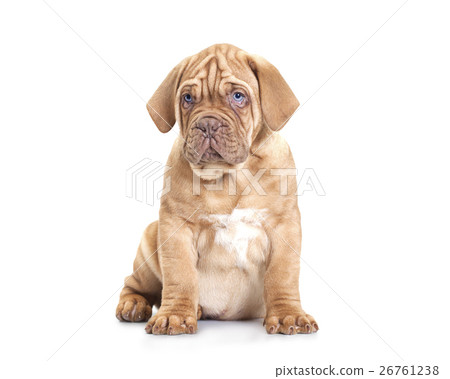 French Mastiff puppy 26761238