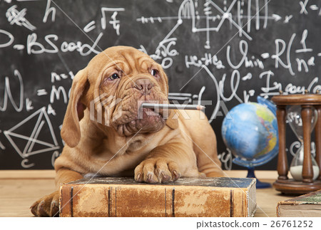 Puppy chewing a pencil Puppy chewing a pencil 26761252
