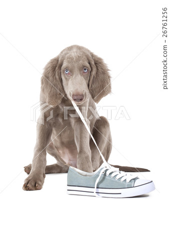 Puppy pulling shoe lace 26761256