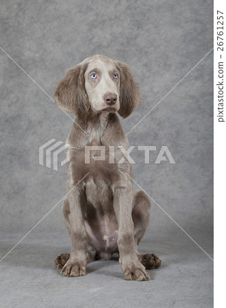 Portrait of longhaired Weimaraner puppy Portrait of longhaired Weimaraner puppy 26761257