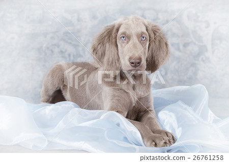 Longhaired Weimaraner puppy 26761258