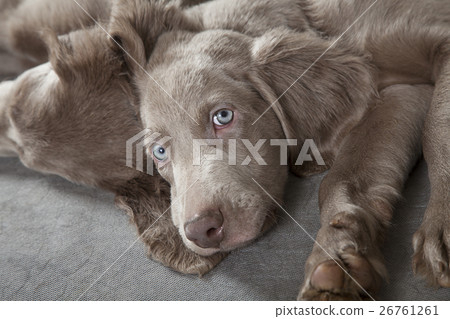 Weimaraner puppies Weimaraner puppies 26761261