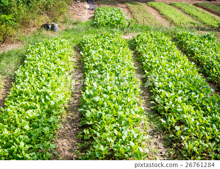 Chinese Cabbage organic farm 26761284