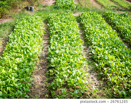 Chinese Cabbage organic farm Chinese Cabbage organic farm 26761285