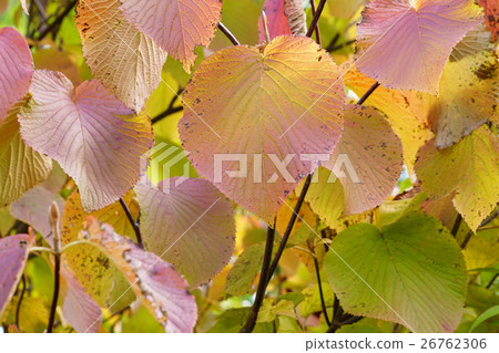 Beautiful leopard of autumn leaves Beautiful leopard of autumn leaves 26762306