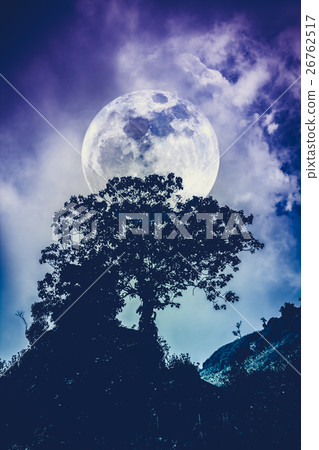 Silhouettes of tree against sky over tranquil sea. 26762517