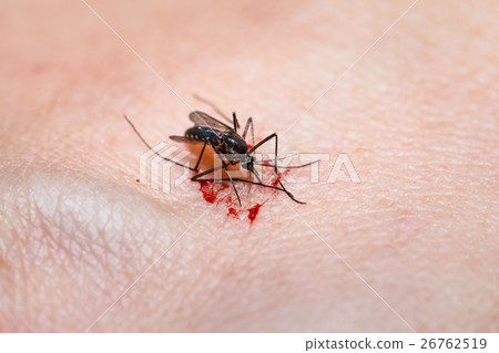 Closeup of killed mosquito with lots of blood. 26762519
