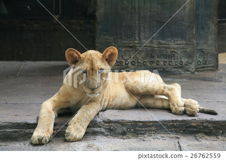 female lion 26762559