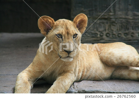 female lion female lion 26762560