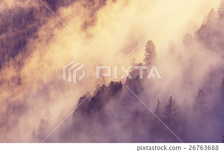 Fog in the forest Fog in the forest 26763688