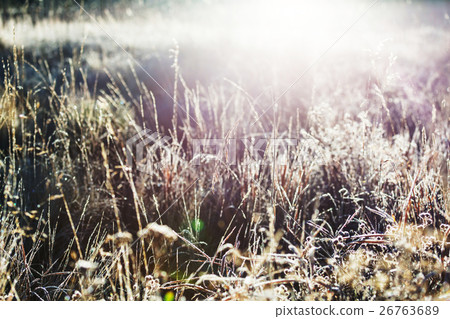 Frozen grass Frozen grass 26763689