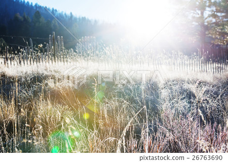 Frozen grass 26763690