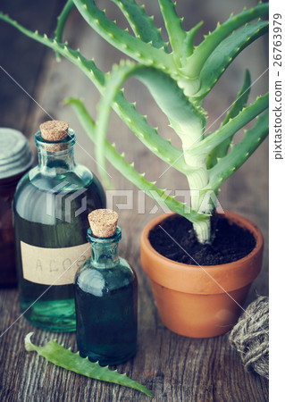 Aloe in pot, aloe vera gel and other product Aloe in pot, aloe vera gel and other product 26763979