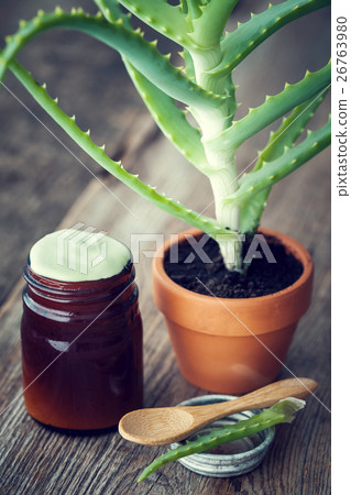 Aloe in flowerpot, aloe vera creamor ointment 26763980