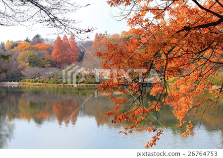 A pond colored leaves in Mitsuboo park A pond colored leaves in Mitsuboo park 26764753