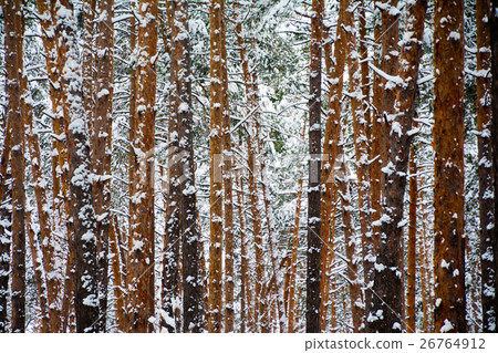 snowy pine stems in winter forest snowy pine stems in winter forest 26764912