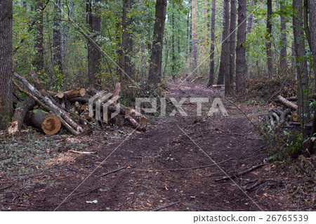 Pine stump, result of tree felling. Total 26765539