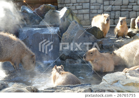It's a nice hot spring, Capybara's family getting on the open-air bath It's a nice hot spring, Capybara's family getting on the open-air bath 26765755