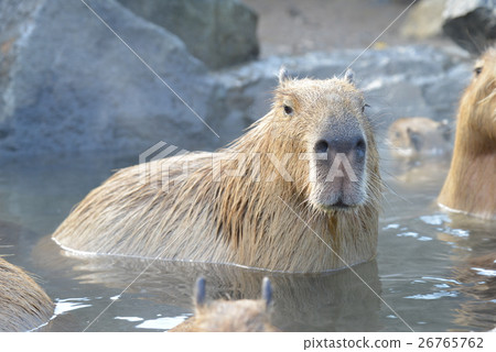 良好的沐浴用水，Capybara接管露天浴池 26765762