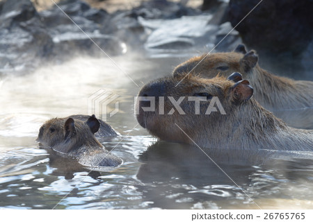 良好的沐浴水,水豚父母和兒子 良好的沐浴水,水豚父母和兒子 26765765