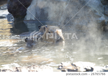 Good bathing water, parent and child of capybara tied to outdoor bath 26765766
