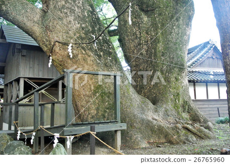 Kumano Kodo Prince Fuji White Kumano Kodo Prince Fuji White 26765960