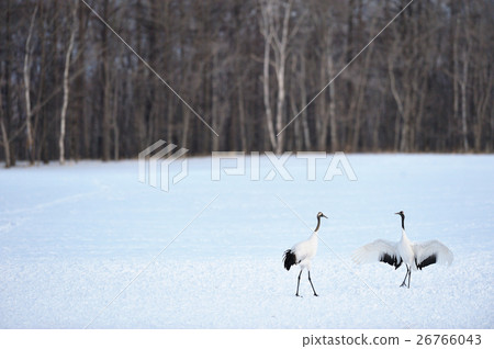 兩台起重機 26766043