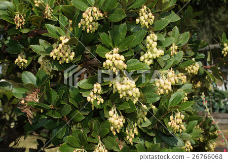 Flowers of the "Strawberry Tree" 26766068
