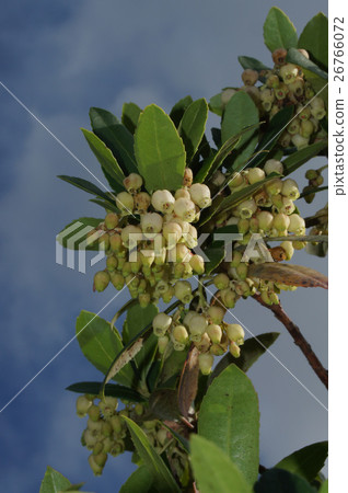 「日本草莓樹」的花 26766072