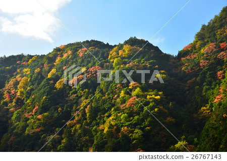 Kagori-gawa's autumn leaves 26767143
