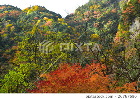 Kagori-gawa的秋葉 Kagori-gawa的秋葉 26767680