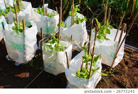 Cultivation of family garden · peas 26772243