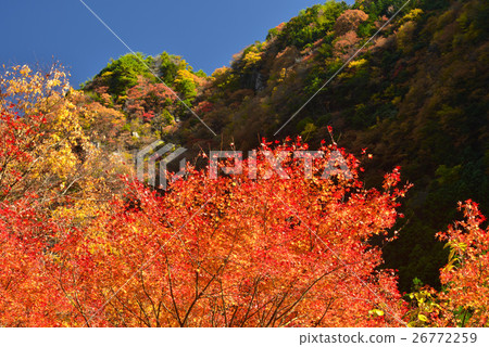 Kagori-gawa的秋葉 Kagori-gawa的秋葉 26772259