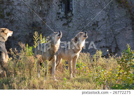 Wolf  26772275