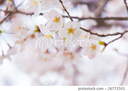櫻花盛開 26772501