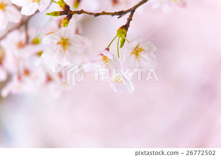 櫻花盛開 櫻花盛開 26772502