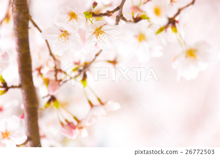 櫻花盛開 26772503