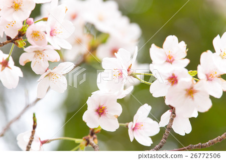 櫻花盛開 26772506