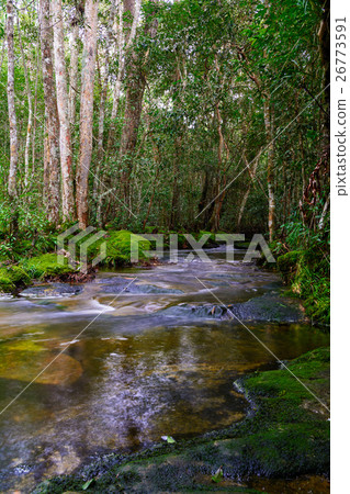 Stream in the tropical forest. Stream in the tropical forest. 26773591