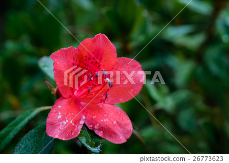 Rhododendron arboreum flower 26773623