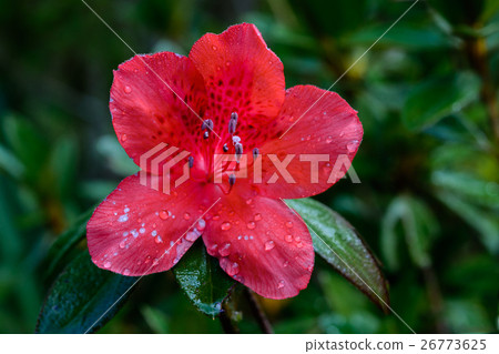 Rhododendron arboreum flower 26773625