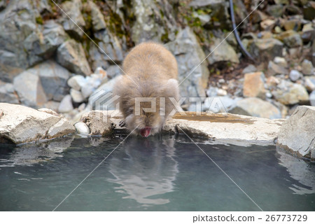 Monkey in a natural onsen, Jigokudani Monkey Park Monkey in a natural onsen, Jigokudani Monkey Park 26773729