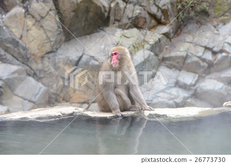 Monkey in a natural onsen, Jigokudani Monkey Park Monkey in a natural onsen, Jigokudani Monkey Park 26773730