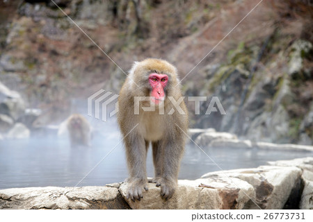 Monkey in a natural onsen, Jigokudani Monkey Park Monkey in a natural onsen, Jigokudani Monkey Park 26773731