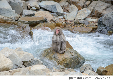 Monkey in a natural onsen, Jigokudani Monkey Park Monkey in a natural onsen, Jigokudani Monkey Park 26773733