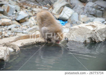 Monkey in a natural onsen, Jigokudani Monkey Park Monkey in a natural onsen, Jigokudani Monkey Park 26773734