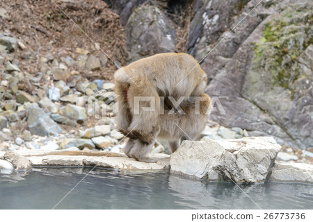 Monkey in a natural onsen, Jigokudani Monkey Park Monkey in a natural onsen, Jigokudani Monkey Park 26773736