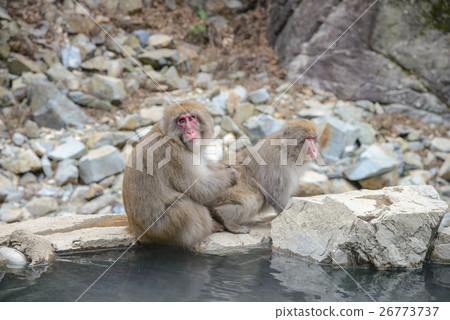 Monkey in a natural onsen, Jigokudani Monkey Park Monkey in a natural onsen, Jigokudani Monkey Park 26773737