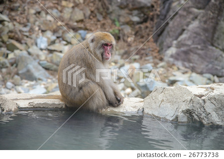 Monkey in a natural onsen, Jigokudani Monkey Park Monkey in a natural onsen, Jigokudani Monkey Park 26773738