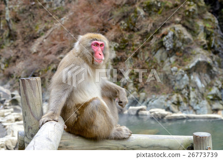 Monkey in a natural onsen, Jigokudani Monkey Park Monkey in a natural onsen, Jigokudani Monkey Park 26773739